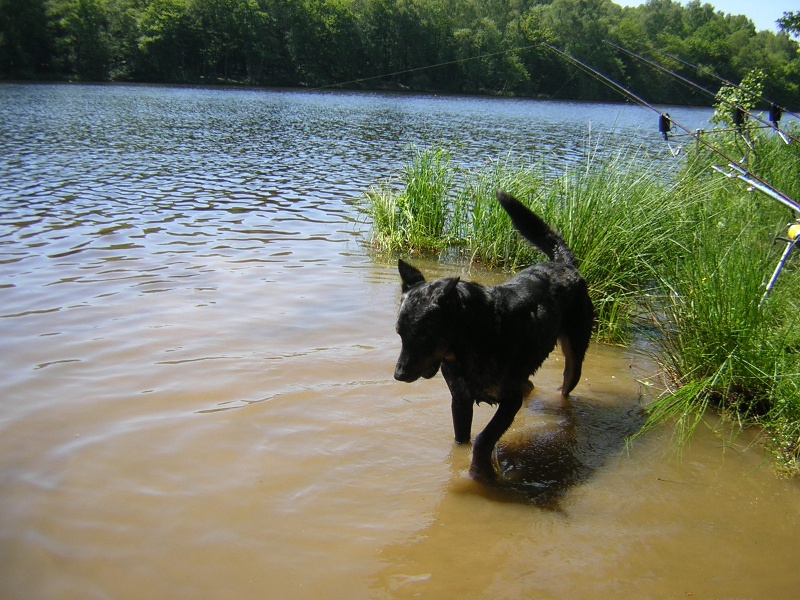 CH. Pharaon de L'Etang des Chalands