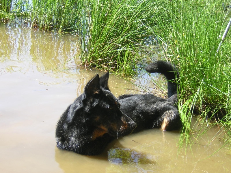 CH. Pharaon de L'Etang des Chalands