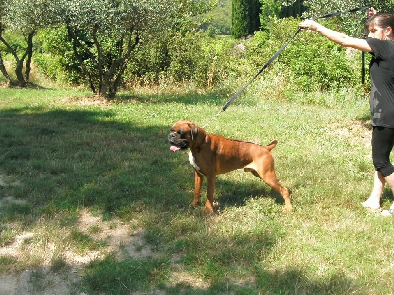 Drago du roc de candelon