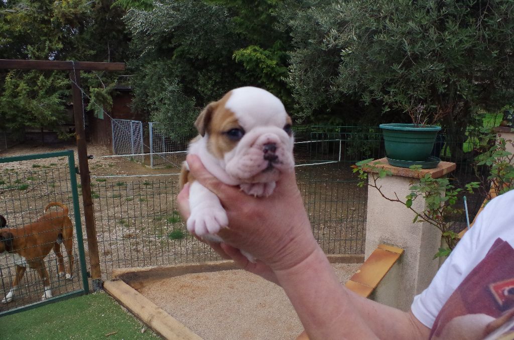 Chiot Bulldog Anglais, femelle disponible en Provence ...