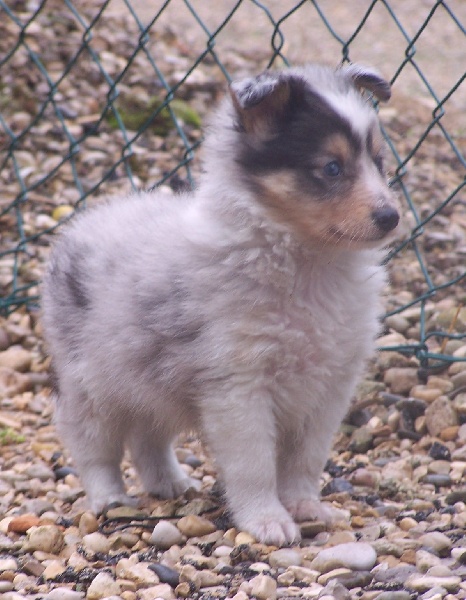 A Dangerous blue girl the jack Au lorece shetland