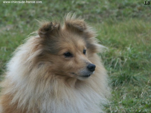 CH. Replay blonde Des candides canailles