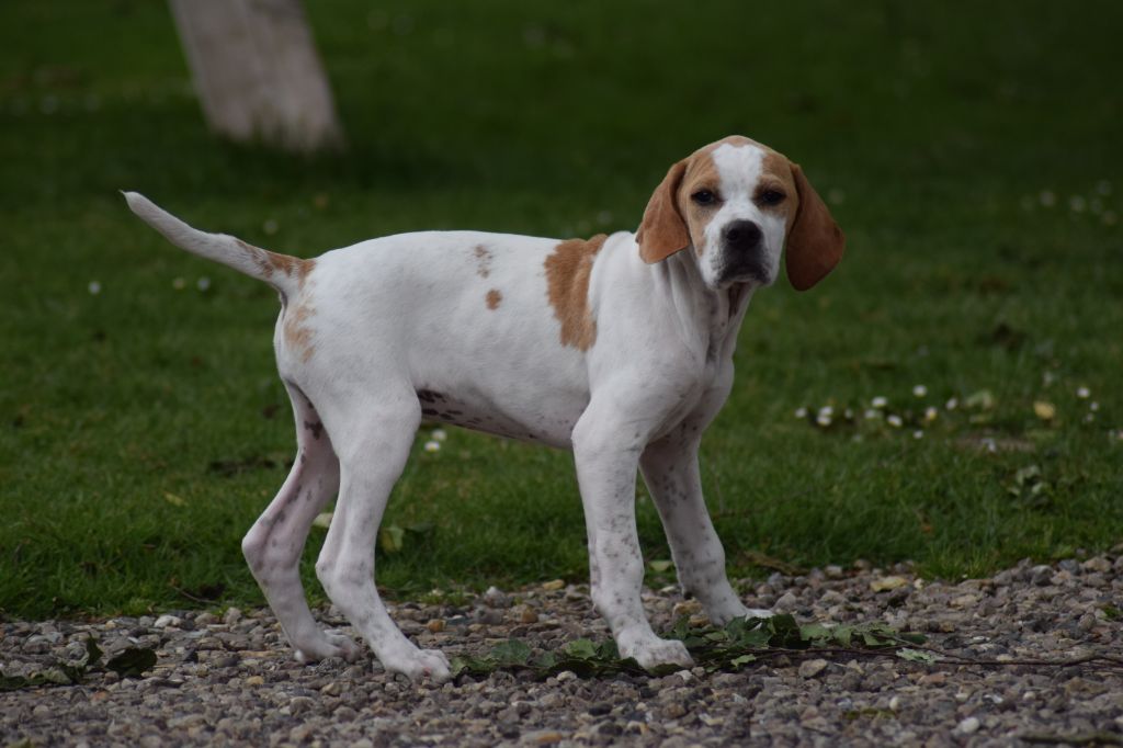 Chiot Pointer  femelle disponible en Normandie 76 Seine 