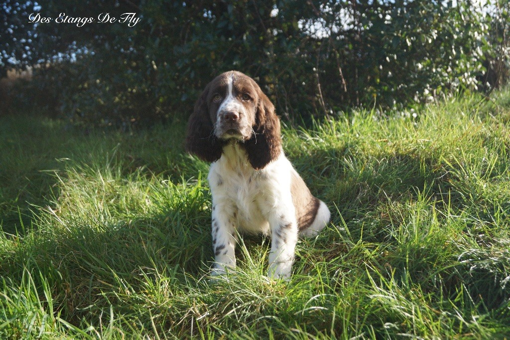 Chiots de la race English Springer Spaniel disponibles sur chiots