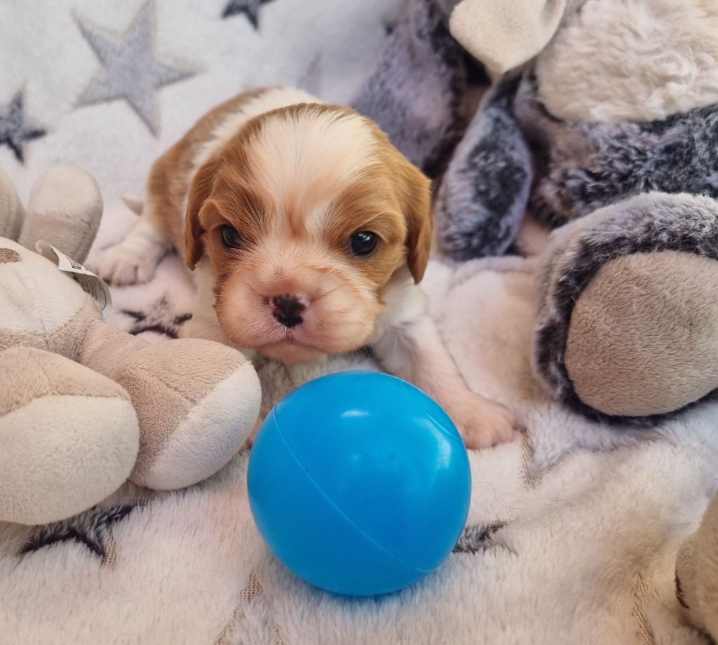 Chiot Cavalier King Charles Spaniel Chiot Du Petit Brillouard