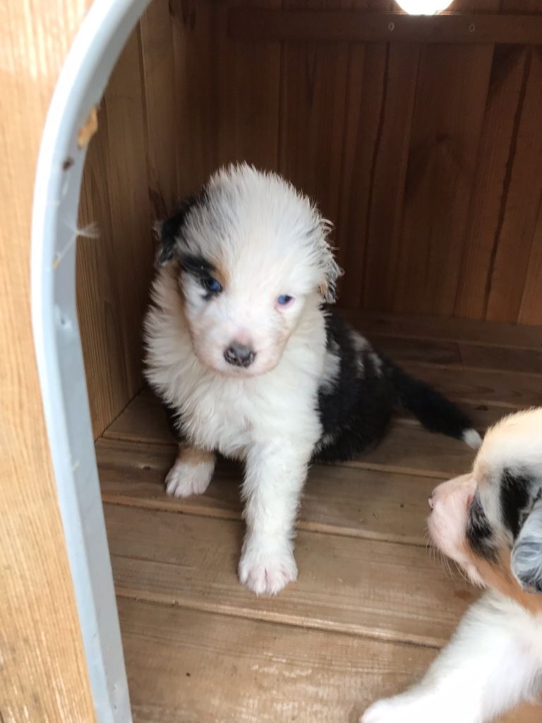 Chiot Berger Australien Mâle Disponible En Auvergne Rhone