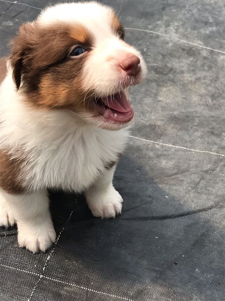 Chiot Berger Australien Mâle Disponible En Auvergne Rhone