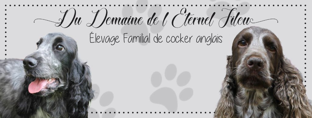 Accueil Elevage Du Domaine De L Eternel Filou Eleveur De Chiens Cocker Spaniel Anglais