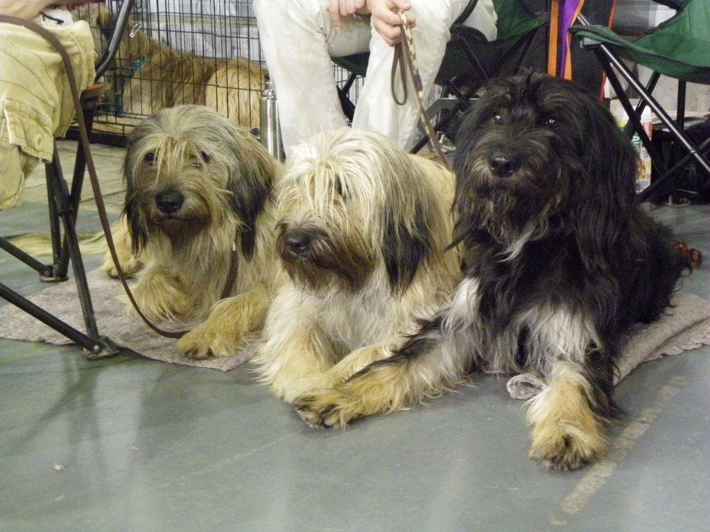 Accueil Elevage Des Gos De Caux Eleveur De Chiens Berger