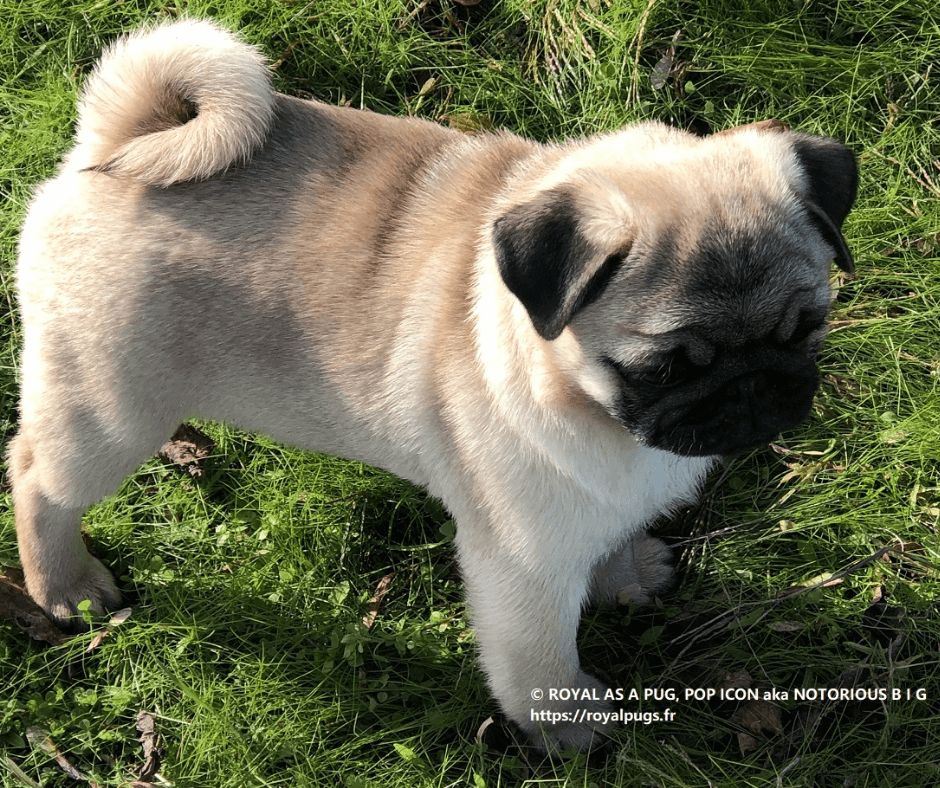 Chiot Carlin, mâle disponible en Pays de la Loire, 49 - Maine et 