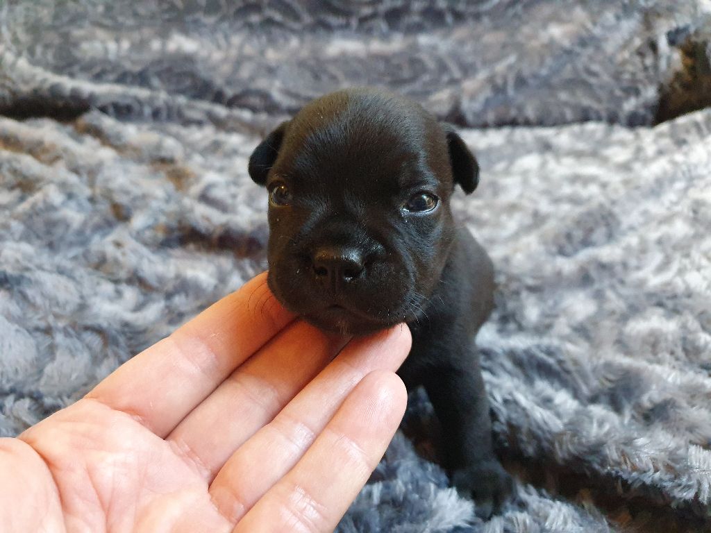 Chiot Staffordshire Bull Terrier, Mâle 1, mâle disponible