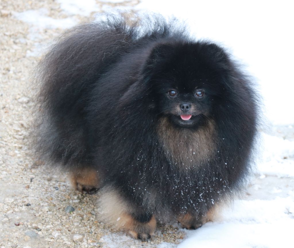 Onyx des Légendes de Maika