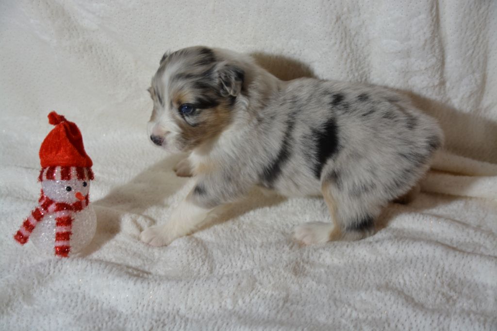 Chiot Berger Australien Femelle 5 Bleue Merle Femelle