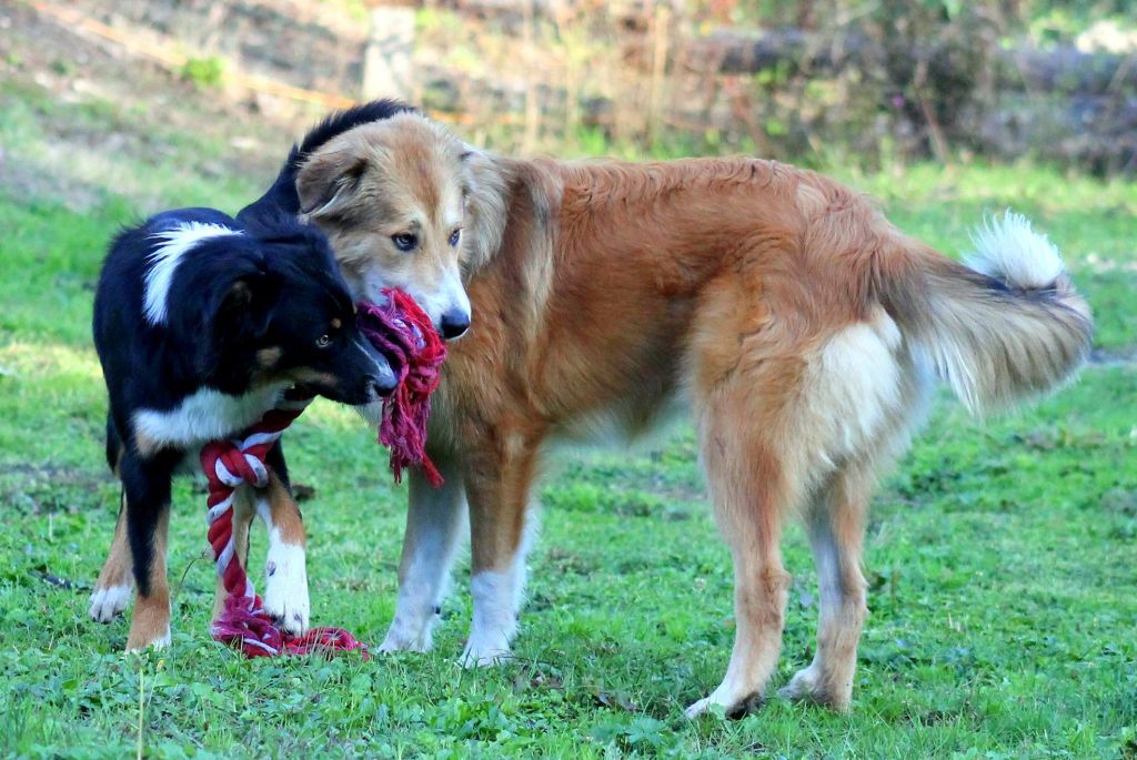 Photo Elevage Du Ranch Du Meudon Dor Eleveur De Chiens