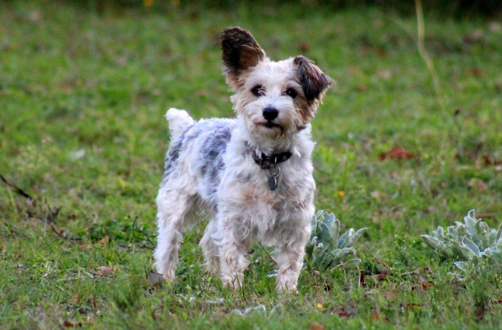 Photo Elevage Du Ranch Du Meudon Dor Eleveur De Chiens