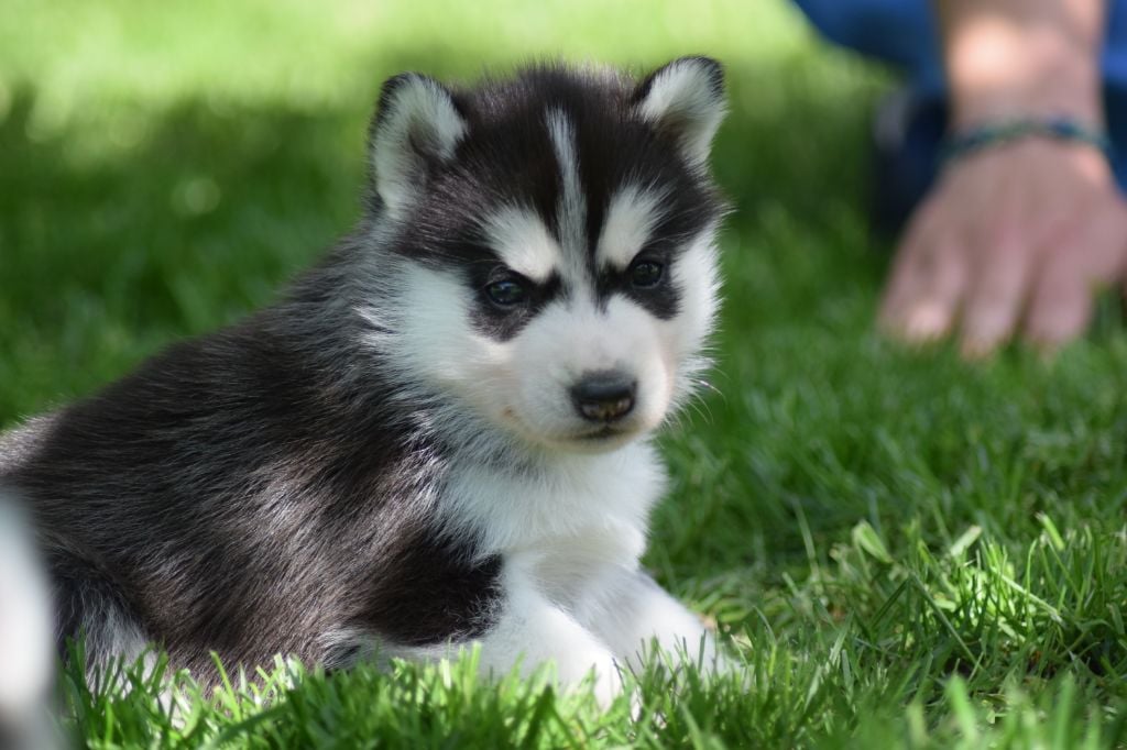 Husky Sibérien élevage Dhyke Home Facebook