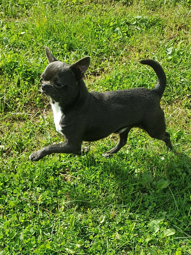 Chien Chihuahua Rio Coco Rico Sans Affixe