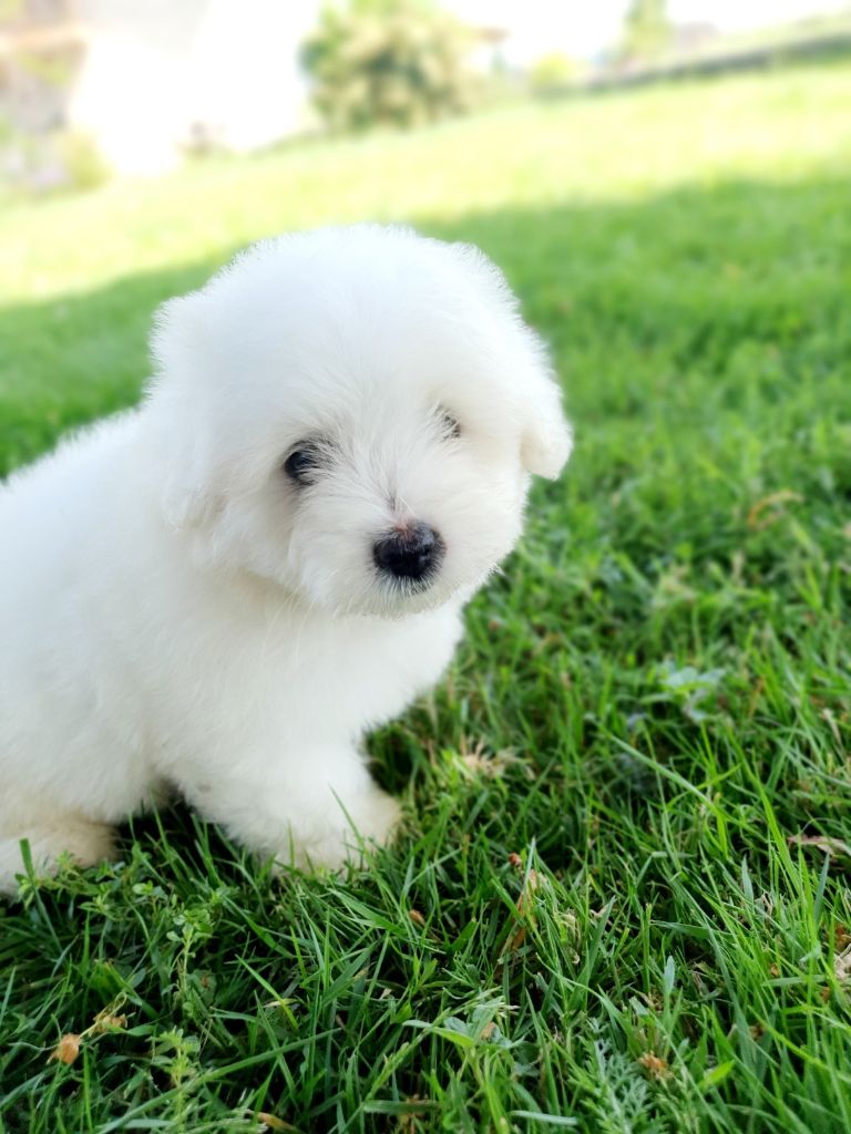 Chiot Coton de Tulear, mâle disponible en Auvergne-Rhone ...