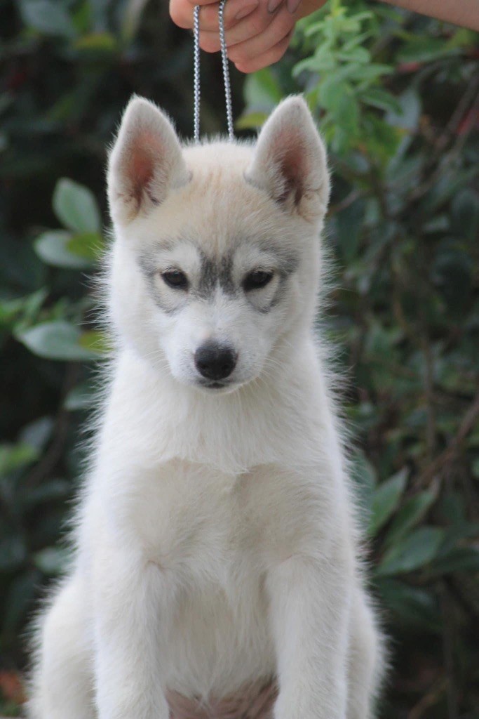 Unicorn-s magic kiss Of Siberian Forest Wolves