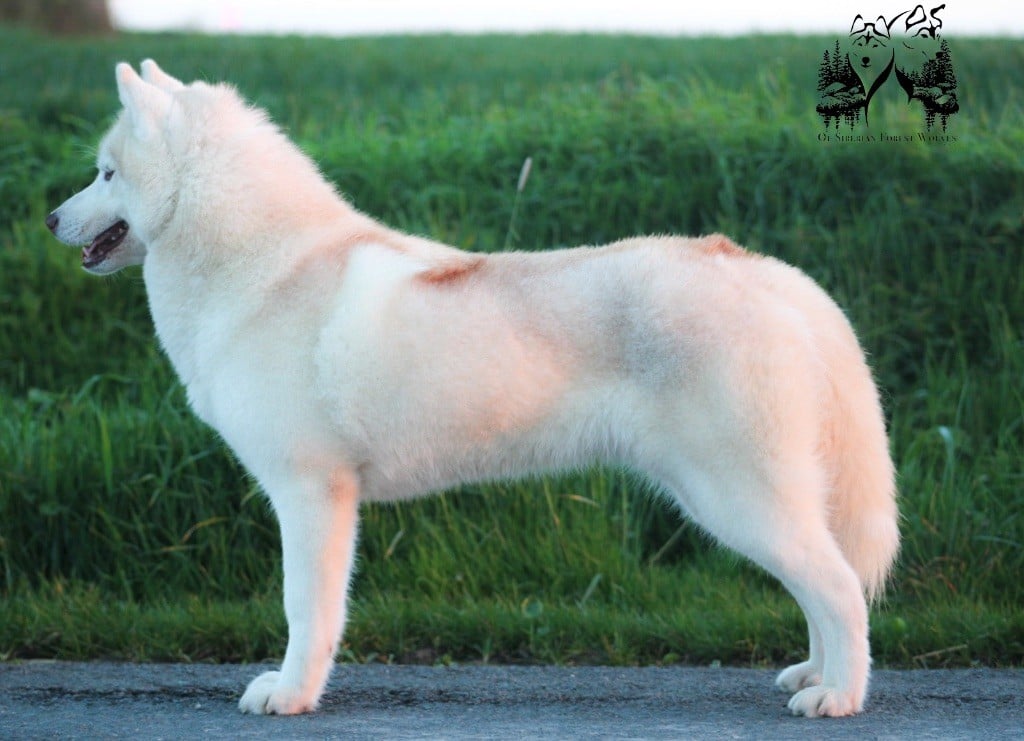 Tender love for kira Of Siberian Forest Wolves