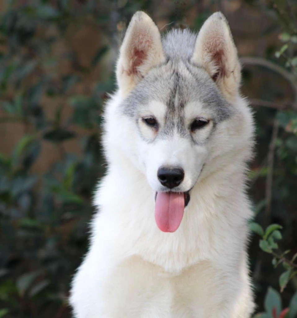 Unicorn-s magic kiss Of Siberian Forest Wolves