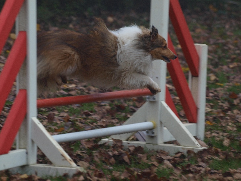 CH. Fleur de miel dite foxie De L'Oustaou de Sandy