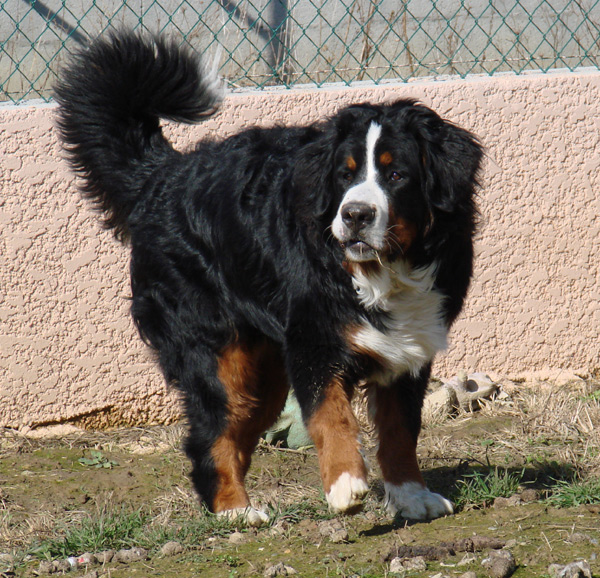 Bearhing Du Clos De Lou Barres