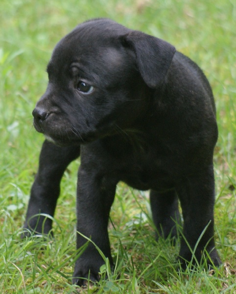 Chiot Staffie Staffordshire Bull Terrier Von Melkev Kamp Pension Pour Chiens Et Chats Education Staffy