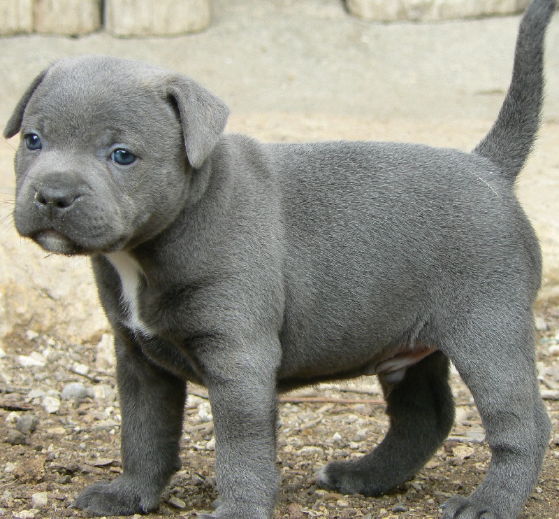 Chiot Staffie Staffordshire Bull Terrier Von Melkev Kamp Pension Pour Chiens Et Chats Education Staffy