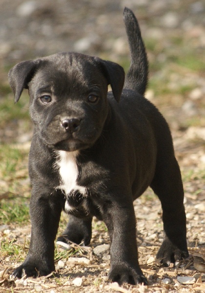 Chiot Staffie Staffordshire Bull Terrier Von Melkev Kamp Pension Pour Chiens Et Chats Education Staffy