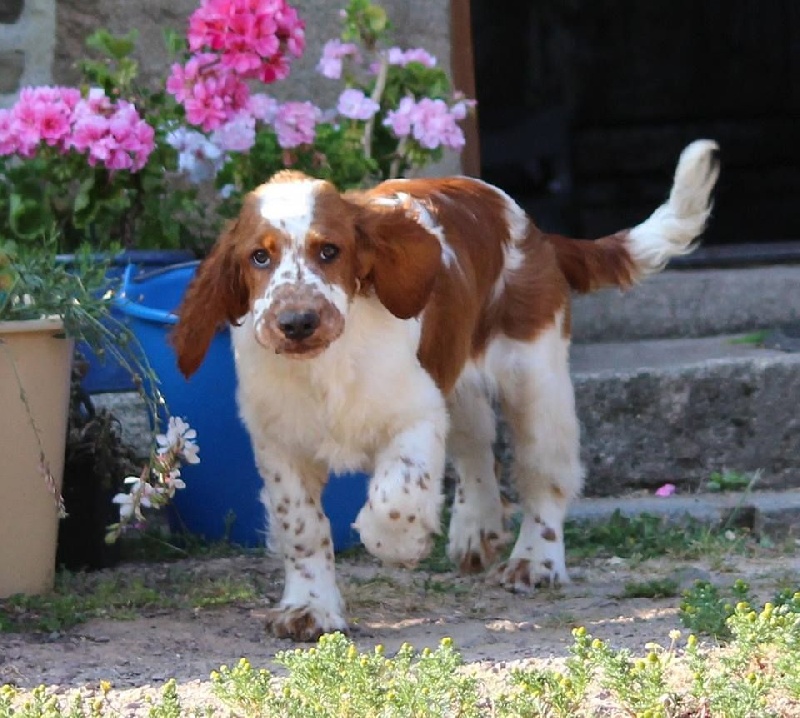 Jock du Domaine de Kérarzic Vilin