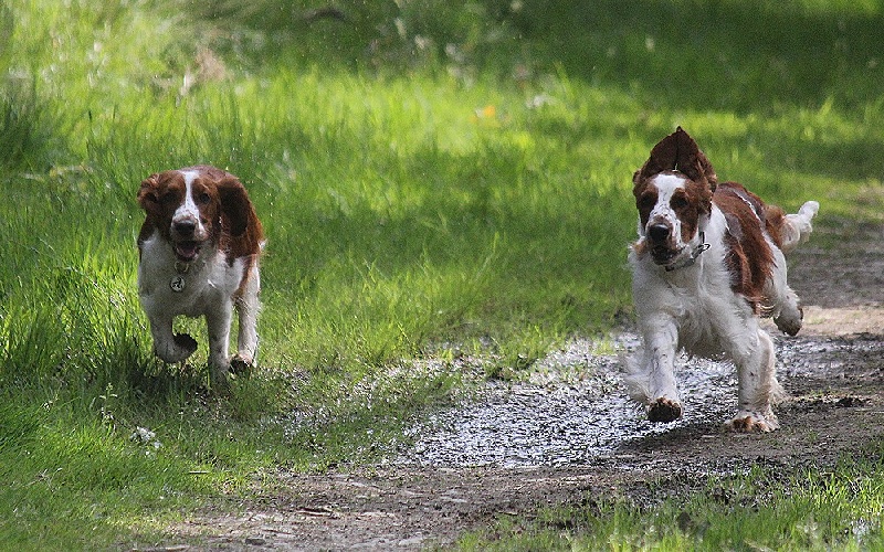 Gwendig du Domaine de Kérarzic Vilin