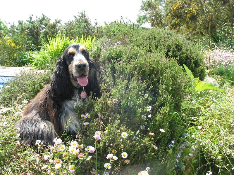 Charly du Domaine de Kérarzic Vilin