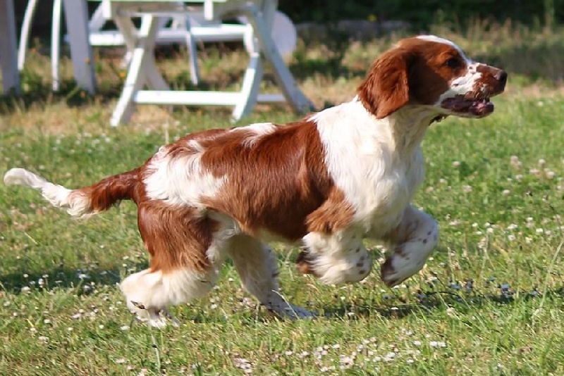 Jock du Domaine de Kérarzic Vilin