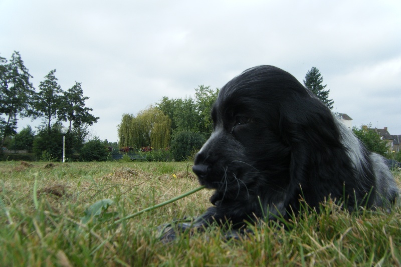 Harvey milk du Domaine de Kérarzic Vilin