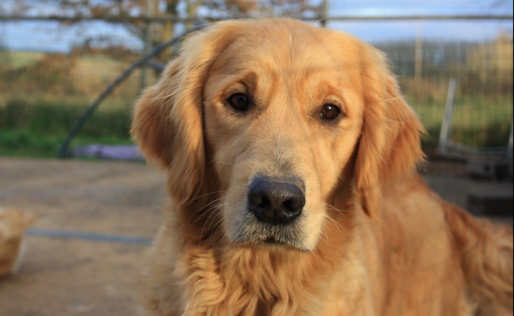 Pour la vie ma shiva Des Puppys Goldens Love