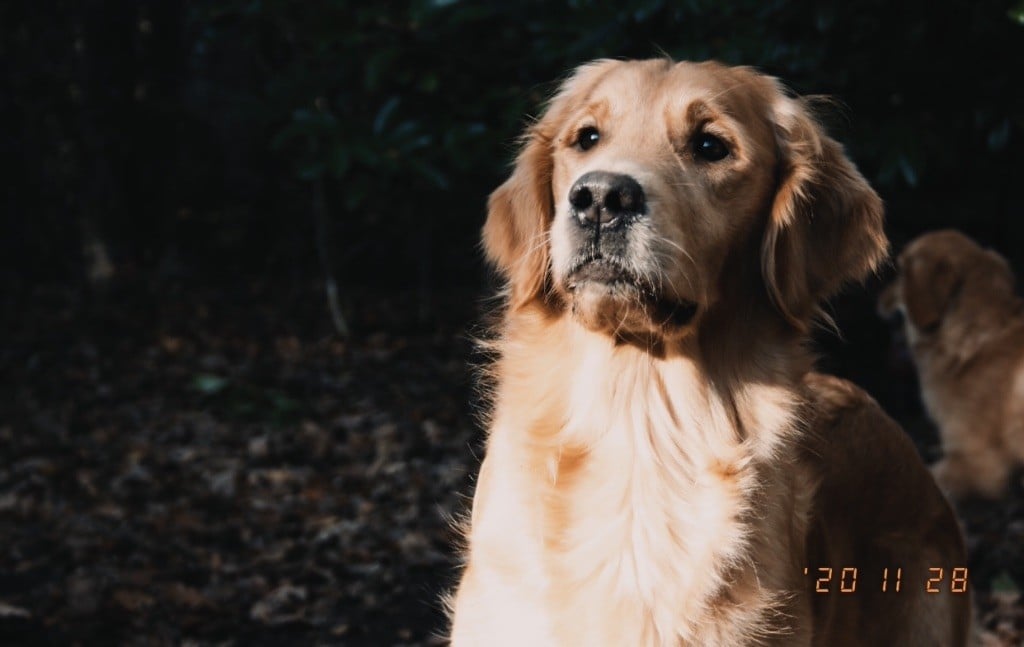 Pour la vie ma shiva Des Puppys Goldens Love