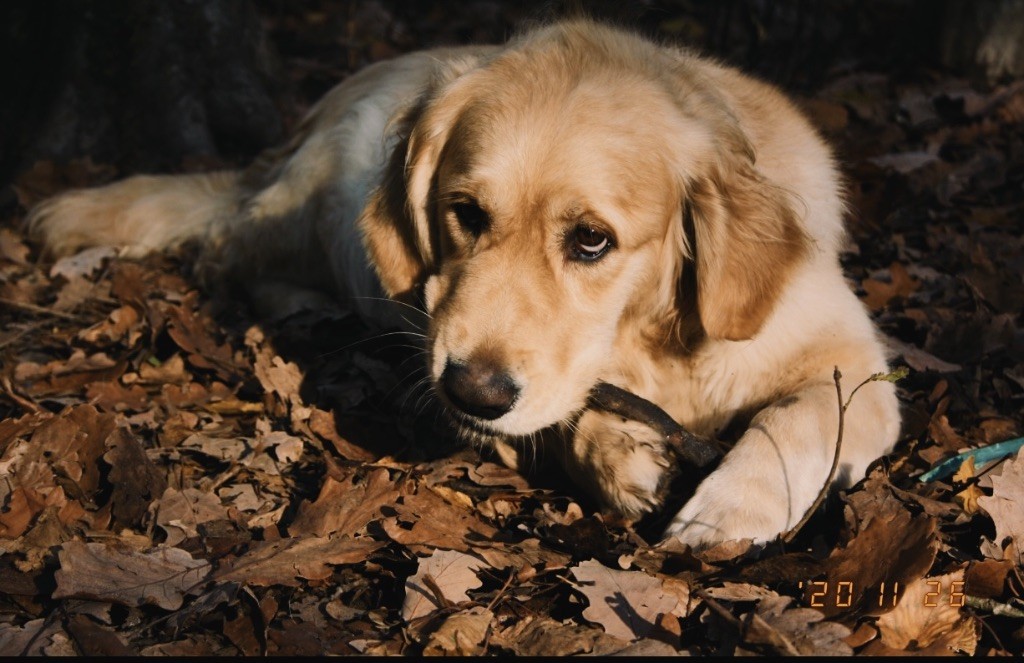 O'doolin Des Puppys Goldens Love