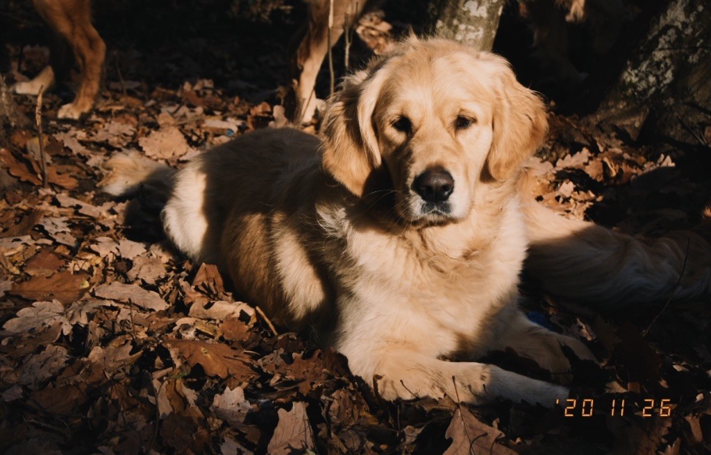 O'doolin Des Puppys Goldens Love