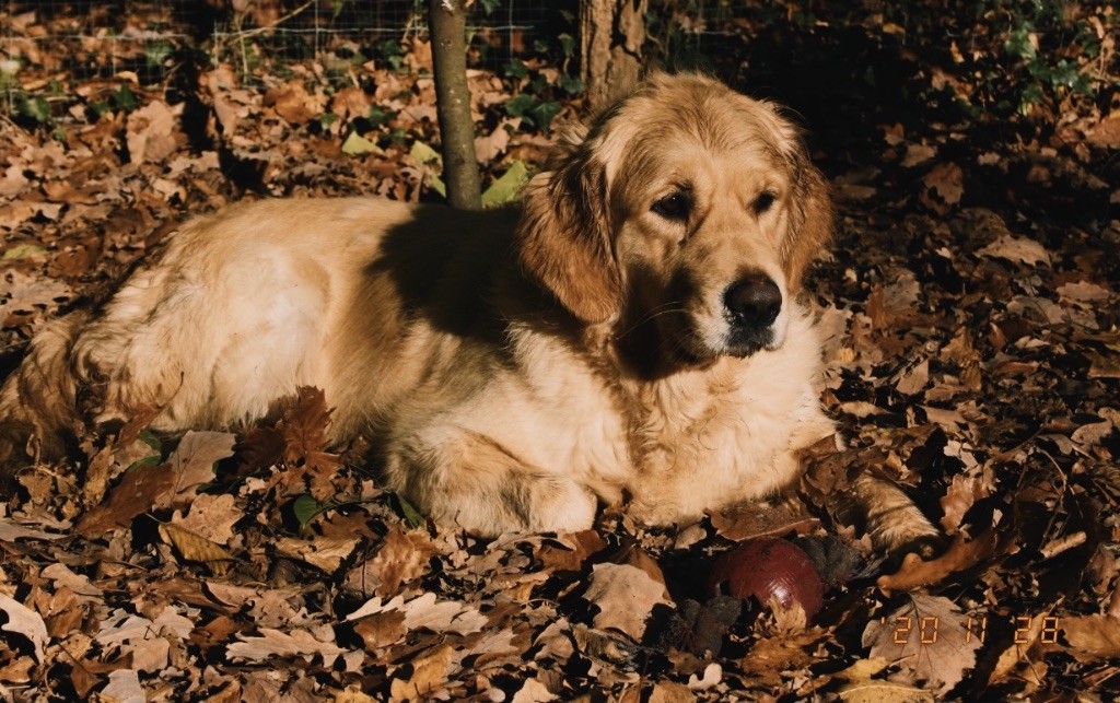 O'doolin Des Puppys Goldens Love