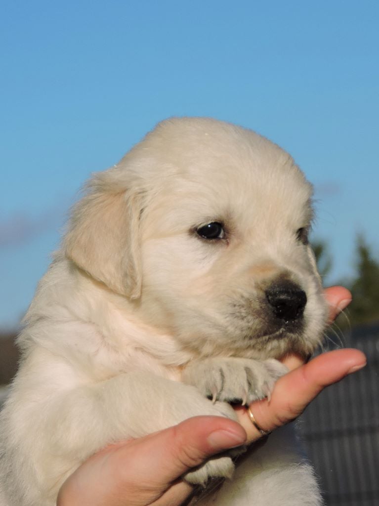 Chiot - Elevage Valentin Imperadori - Eleveur De Chiens Golden Retriever