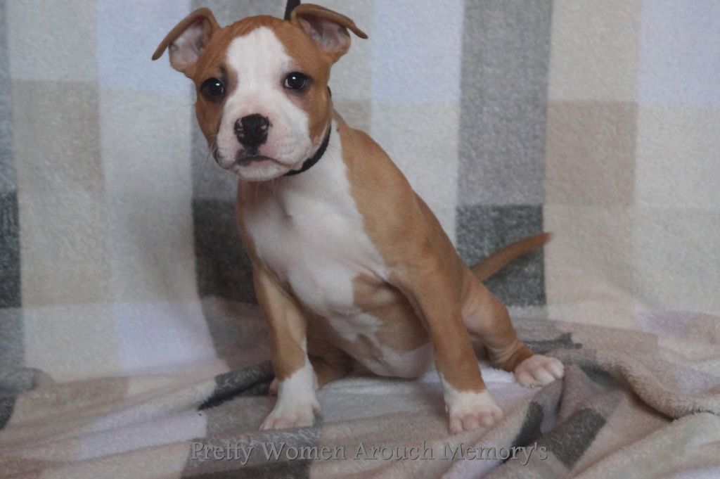 Chiot American Staffordshire Terrier, Pretty Women, femelle disponible