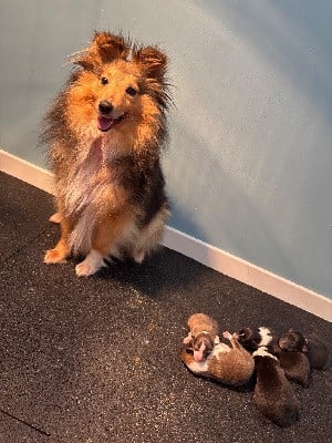 Shetland Sheepdog - Du Domaine Des Embruns Salés