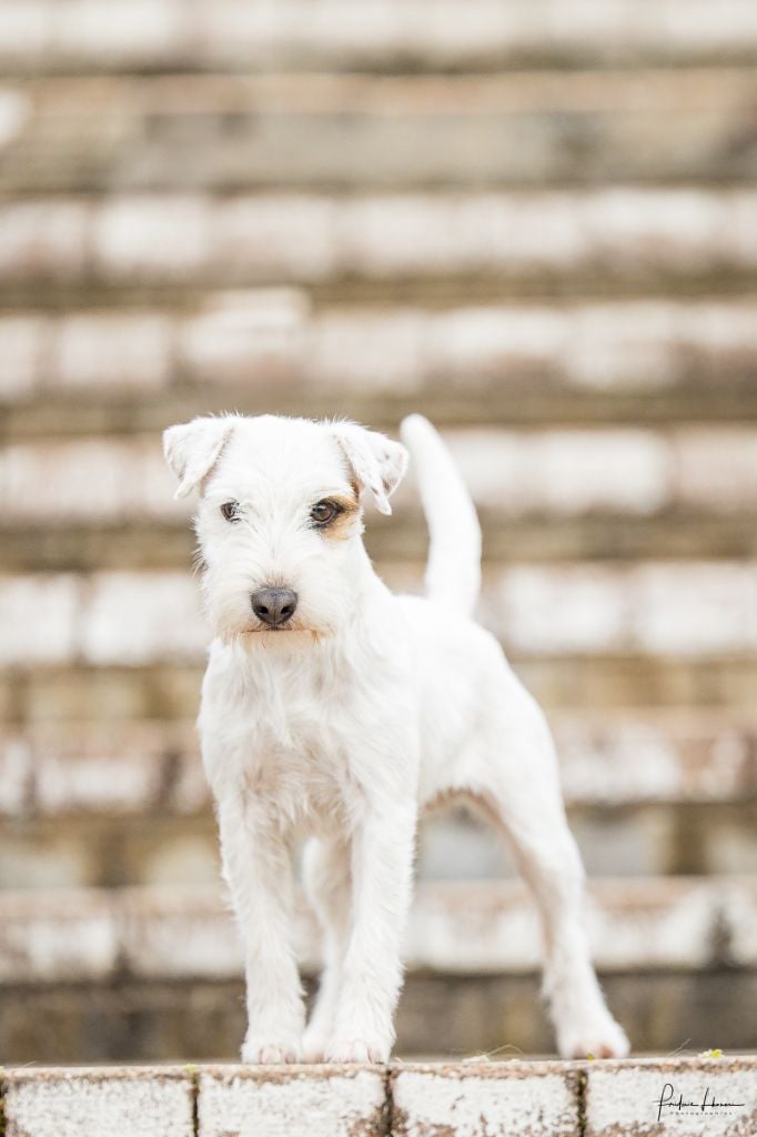 CH. nock river's Fox-trot junior