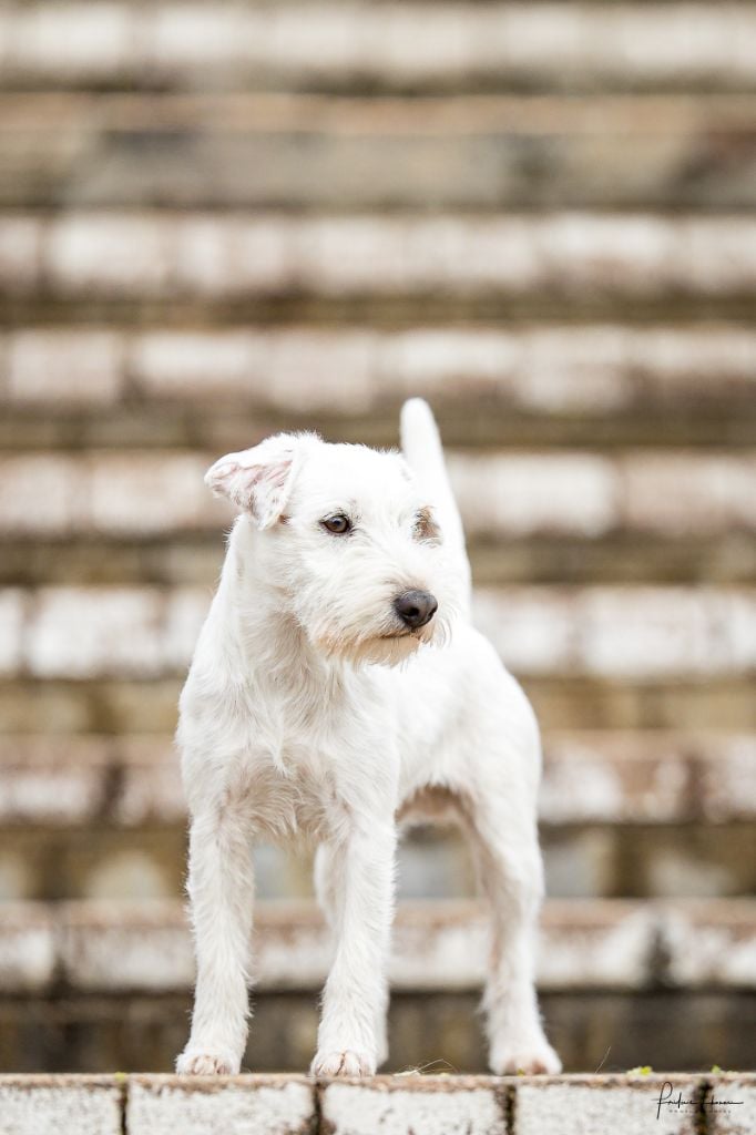 CH. nock river's Fox-trot junior