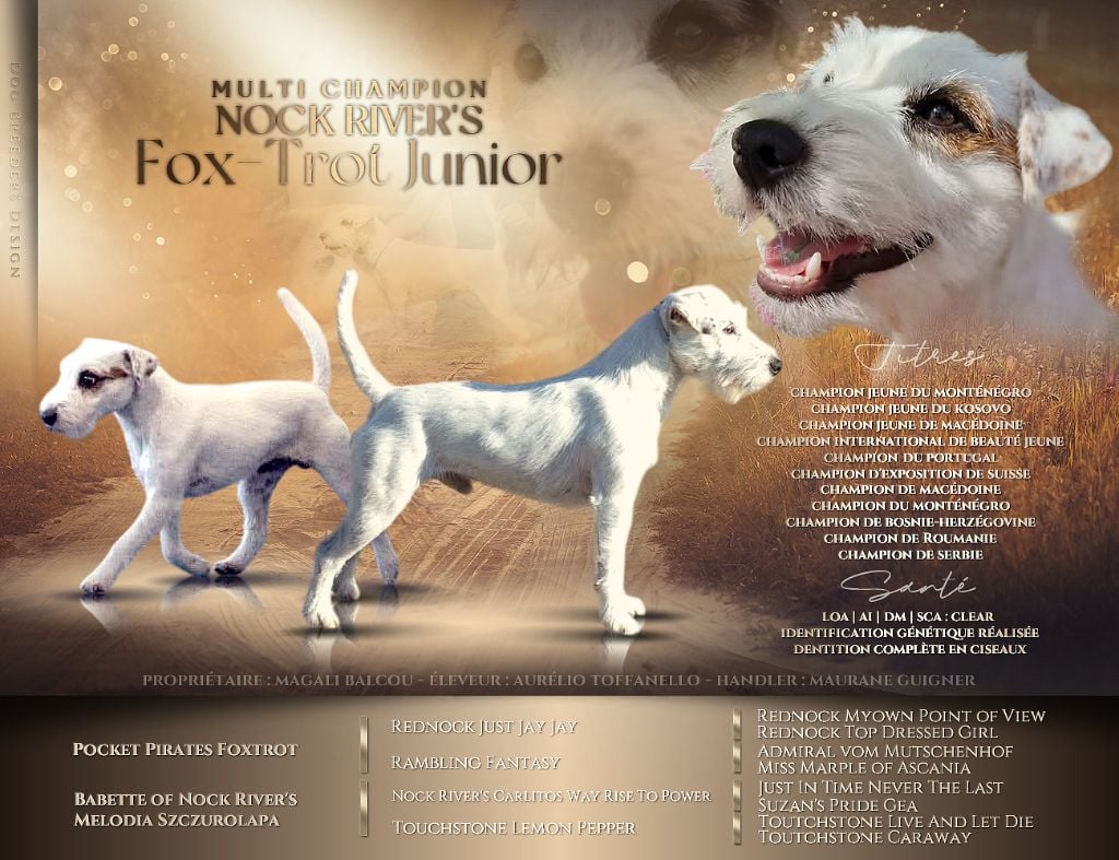 CH. nock river's Fox-trot junior