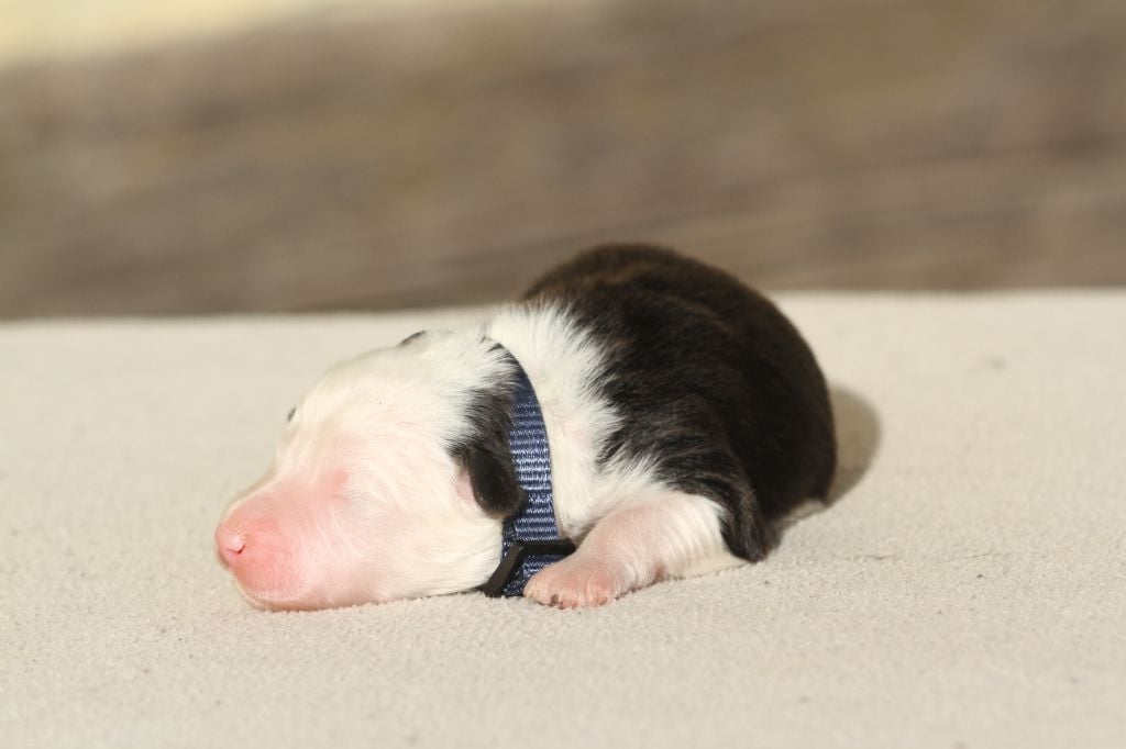 Chiot Berger Australien M Le Collier Bleu Marine De La Tomb E De La Nuit