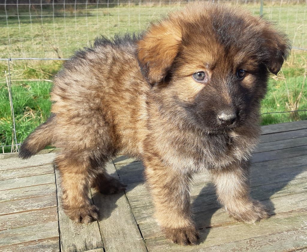 Chiot Berger Allemand Poil Long 2 Mois Chiot Berger Allemand Poil Long, PHARAON, mâle disponible en Normandie