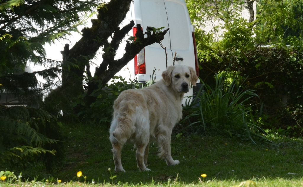 Sanka canin des mirabelles