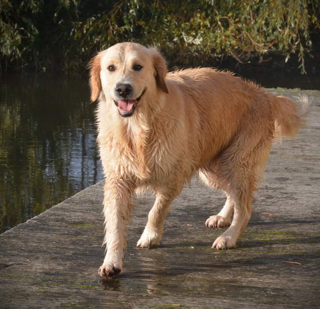 Sanka canin des mirabelles